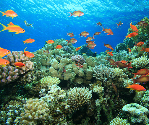 Underwater reef"